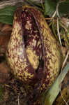 Skunk cabbage